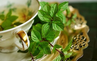 ボタニカルタイムで「アロマ」を始める！（植物と精油）