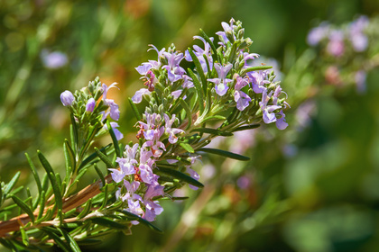 ローズマリー精油で頭も心もスッキリ