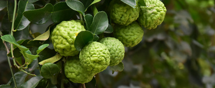 ベルガモット精油：柑橘の香りで、心をやさしく整える