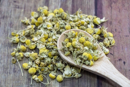 カモミール（ジャーマンカモミール）― 消化器と神経を整える代表的鎮静ハーブ